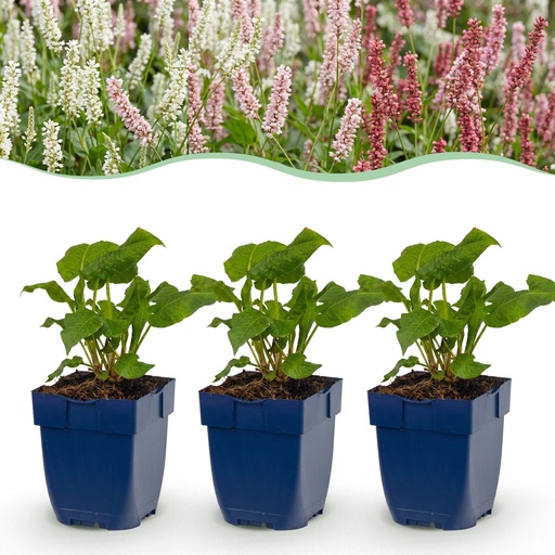"Perennial - Persicaria Tricolour - Knotweed - Shade - Red - Pink - White - 12 Plants - Pot 11cm - Height 15-25cm image"