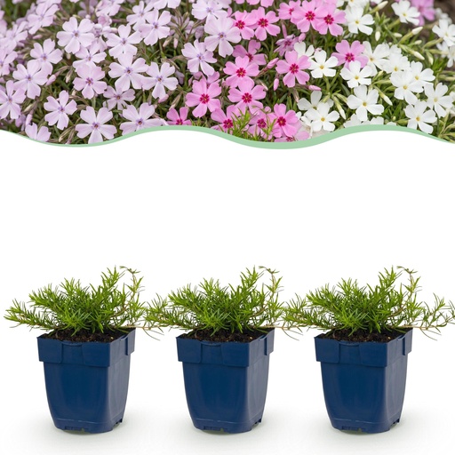 "Perennial - Phlox Tricolour - Flame Flower - Ground Covering - Purple - Pink - White - 12 Plants - Pot 11cm - Height 15-25cm image"