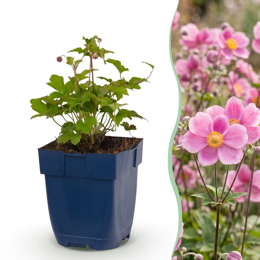 "Perennial - Anemone hup. Splendens - Autumn Anemone - Shade - Dark Pink - 24 Plants - Pot 11cm - Height 15-25cm image"
