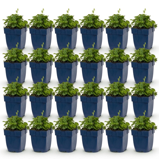 "Perennial - Campanula posch. Lisduggan Variety - Delphinium - Ground Cover - White - 24 Plants - Pot 11cm - Height 15-25cm image"