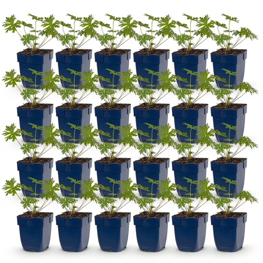 "Perennial - Geranium Johnson's Blue - Crane's-bill - Groundcover - Blue - 24 Plants - Pot 11cm - Height 15-25cm image"