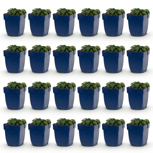 "Perennial - Geranium sang. Max Frei - Cranesbill - Ground Cover - Pink - 24 Plants - Pot 11cm - Height 15-25cm image"