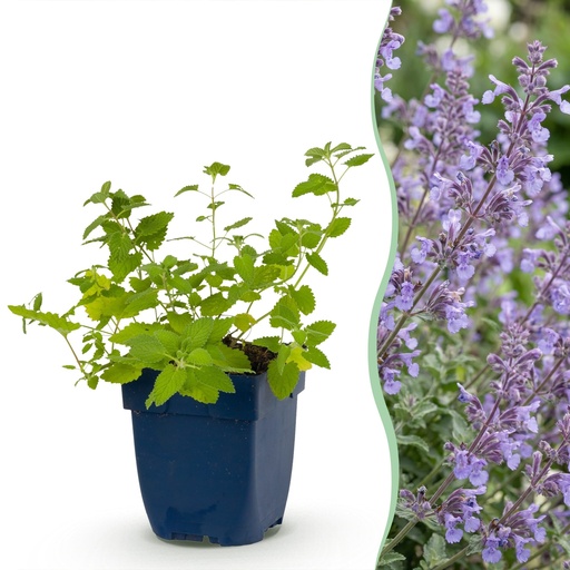 "Perennial - Nepeta faassenii Walker's Low - Catnip - Bee and Butterfly Attractors - Blue - 24 Plants - Pot 11cm - Height 15-25cm image"