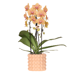 Kolibri Orchids | Niagara Falls Orchidee Sunny Bunny mit Poppy-Übertopf peach – 