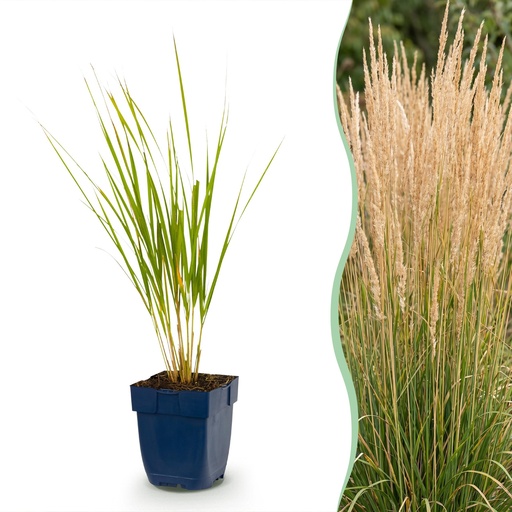 "Gräser - Calamagrostis Karl Foerster - Schilfrohr - Mit Blüte - Grün - 1 Pflanzen - Topf 11cm - Höhe 15-25cm image"