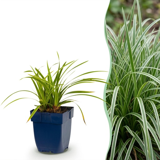 "Gräser - Carex morrowii Ice Dance - Japanische Segge - Immergrün - Creme-Grün - 1 Pflanzen - Topf 11cm - Höhe 15-25cm image"