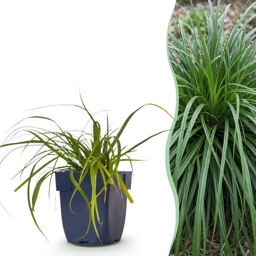 "Gräser - Carex oshimensis Evergreen - Japanisches Sauergras - Immergrün - Grün - 1 Pflanzen - Topf 11cm - Höhe 15-25cm image"