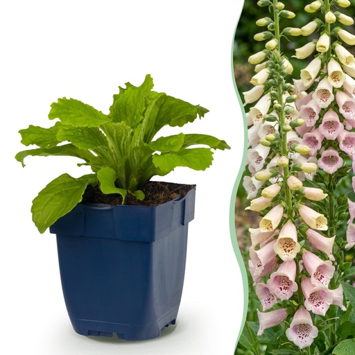 "Staude - Digitalis purp. Gloxiniiflora - Fingerhut - Schatten - Weiß-Rosa - 1 Pflanzen - Topf 11cm - Höhe 15-25cm image"