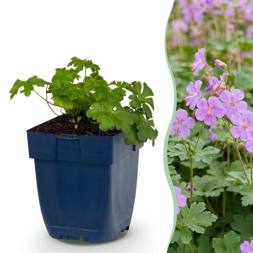 "Stauden - Geranium cant. Cambridge - Storchschnabel - Bodendeckend - Hellrosa - 1 Pflanzen - Topf 11cm - Höhe 15-25cm image"