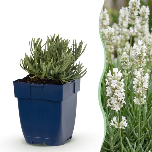 "Stauden - Lavandula ang. Edelweiss - Lavendel - Duftend - Weiß - 1 Pflanzen - Topf 11cm - Höhe 15-25cm image"