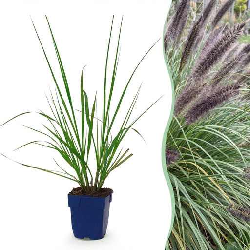 "Gräser - Pennisetum alop. Black Beauty - Lampenputzergras - Mit Blüte - Grün - 1 Pflanzen - Topf 11cm - Höhe 15-25cm image"