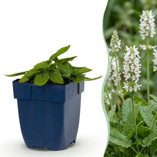 "Staudenpflanze - Stachys off. Alba - Hasenohren - Bienen- und Schmetterlingsanwerfer - Weiß - 1 Pflanzen - Topf 11cm - Höhe 15-25cm image"