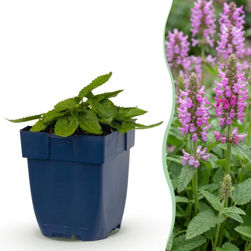 "Stauden - Stachys off. Ukkie - Hasenohr - Steingartenpflanzen - Rosa - 1 Pflanzen - Topf 11cm - Höhe 15-25cm image"