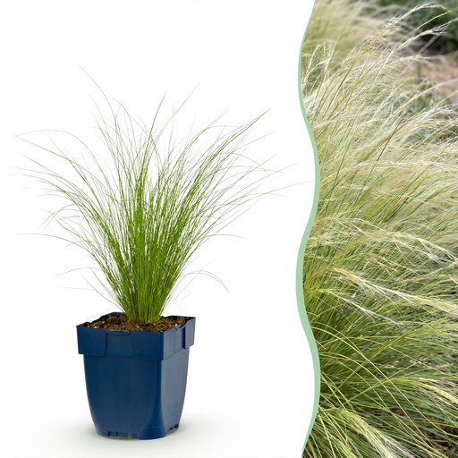 "Gräser - Stipa tenuissima Ponytails - Federgras - Immergrün - Grün - 1 Pflanzen - Topf 11cm - Höhe 15-25cm image"