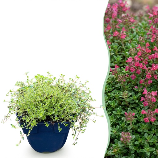 "Stauden - Thymus praecox Red Carpet - KriechThyme - Duftend - Rot-Rosa - 1 Pflanzen - Topf 11cm - Höhe 15-25cm image"