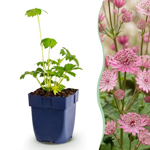"Staudenpflanze - Astrantia major - Sterneblume - Schatten - Weiß-Rosa - 6 Pflanzen - Topf 11cm - Höhe 15-25cm image"