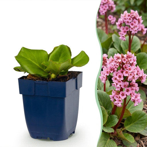 "Stauden - Bergenia cordifolia - Herzblatt - Schatten - Rosa - 6 Pflanzen - Topf 11cm - Höhe 15-25cm image"
