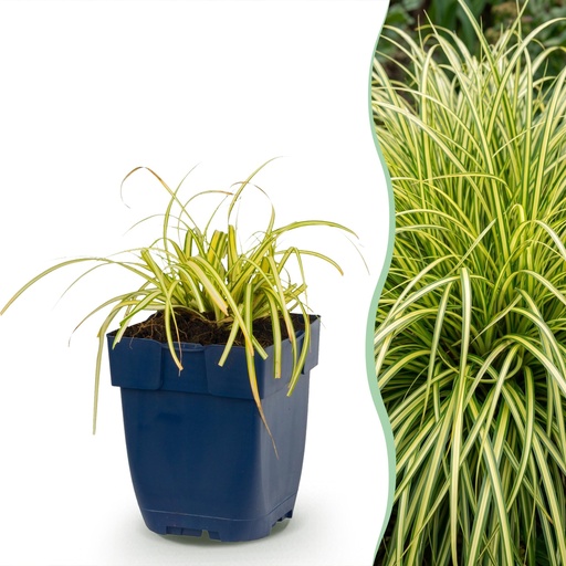 "Gräser - Carex oshimensis Evergold - Japanische Segge - Immergrün - Gelb-Grün - 6 Pflanzen - Topf 11cm - Höhe 15-25cm image"