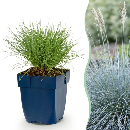 "Stauden - Festuca glauca - Blaugras - Immergrün - Blau - 6 Pflanzen - Topf 11cm - Höhe 15-25cm image"