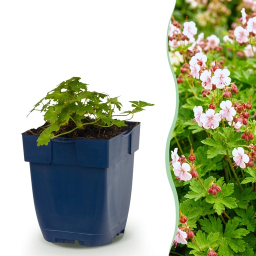 "Stauden - Geranium macr. Spessart - Storchschnabel - Bodendeckend - Weiß-Rosa - 6 Pflanzen - Topf 11cm - Höhe 15-25cm image"