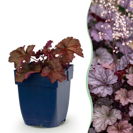 "Stauden - Heuchera micr. Palace Purple - Purpurglöckchen - Schatten - Lila - 6 Pflanzen - Topf 11cm - Höhe 15-25cm image"