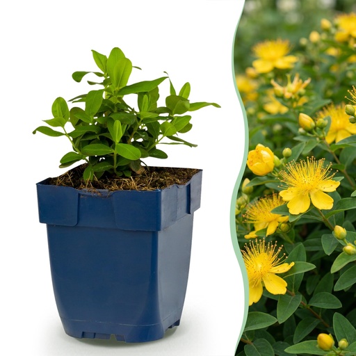 "Stauden - Hypericum calycinum - Johanniskraut - Bienen- und Schmetterlingsanlockern - Gelb - 6 Pflanzen - Topf 11cm - Höhe 15-25cm image"