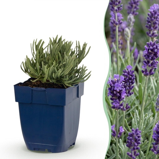 "Stauden - Lavandula ang. Munstead - Lavendel - Duftend - Lila - 6 Pflanzen - Topf 11cm - Höhe 15-25cm image"