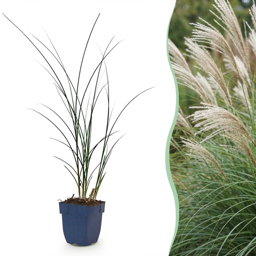 "Gräser - Miscanthus sin. Gracillimus - Pampasgras - Mit Blüte - Grün - 6 Pflanzen - Topf 11cm - Höhe 15-25cm image"