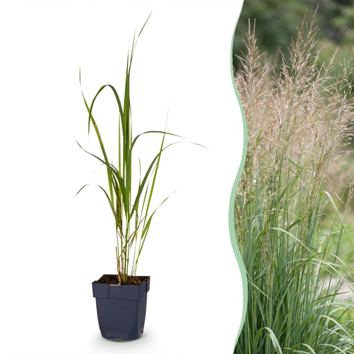"Gräser - Molinia arund. Karl Foerster - Rohrglanzgras - Mit Blüte - Grün - 6 Pflanzen - Topf 11cm - Höhe 15-25cm image"