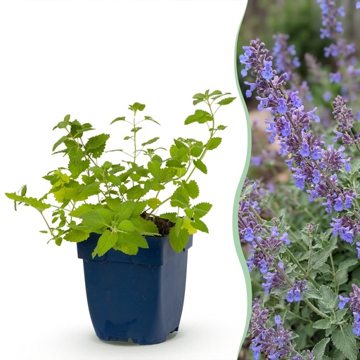 "Stauden - Nepeta faassenii 'Six Hills Giant' - Katzenminze - Bienen- und Schmetterlingsanwerfer - Lila - 6 Pflanzen - Topf 11cm - Höhe 15-25cm image"