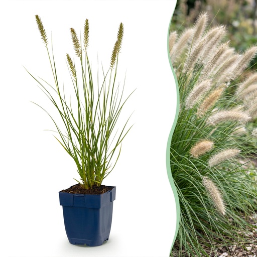 "Gras - Pennisetum alop. Hameln - Lampenputzergras - Mit Plume - Grün - 6 Pflanzen - Topf 11cm - Höhe 15-25cm image"
