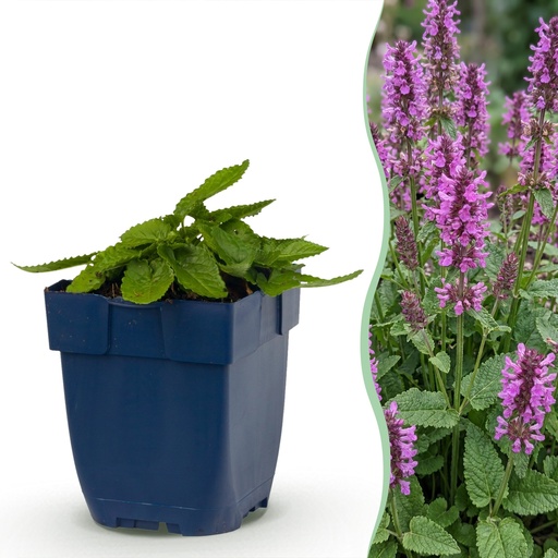 "Stauden - Stachys mon. Hummelo - Hasenohr - Bienen- und Schmetterlingsanzieher - Lila - 6 Pflanzen - Topf 11cm - Höhe 15-25cm image"