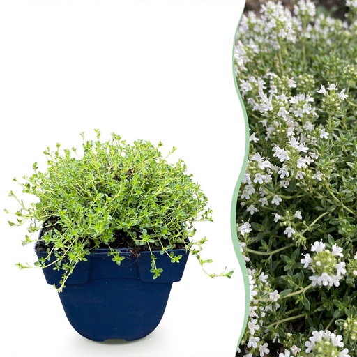 "Stauden - Thymus praecox Albiflorus - Weiße Kriech-Thymian - Duftend - Weiß - 6 Pflanzen - Topf 11cm - Höhe 15-25cm image"