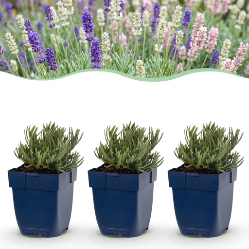 "Stauden - Lavandula Tricolour - Lavendel - Duftend - Blau - Rosa - Weiß - 12 Pflanzen - Topf 11 cm - Höhe 15-25 cm image"