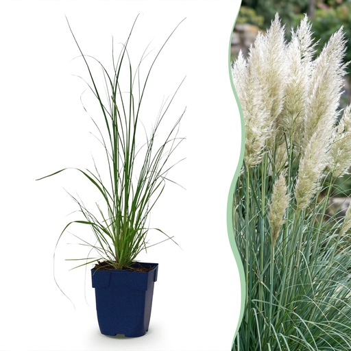 "Gräser - Cortaderia sell. Pumila - Zwerg-Pampasgras - Mit Feder - Grau - 12 Pflanzen - Topf 11cm - Höhe 15-25cm image"