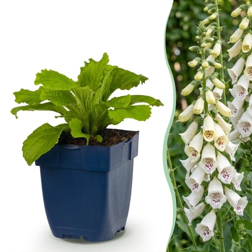 "Stauden - Digitalis purp. Dalmatian White - Fingerhut - Schatten - Weiß - 12 Pflanzen - Topf 11cm - Höhe 15-25cm image"