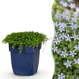Stauden - Isotoma fluviatilis - Sternblume - Steingartenpflanzen - Hellblau - 1 