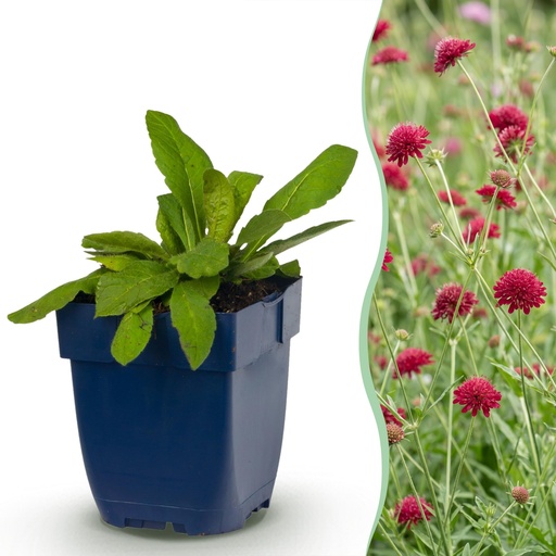 "Stauden - Knautia macedonica - Wiesenknöterich - Bienen- und Schmetterlingsanzieher - Dunkelrot - 12 Pflanzen - Topf 11cm - Höhe 15-25cm image"