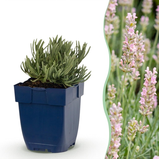 "Stauden - Lavandula ang. Rosea - Lavendel - Düfte - Rosa - 12 Pflanzen - Topf 11cm - Höhe 15-25cm image"
