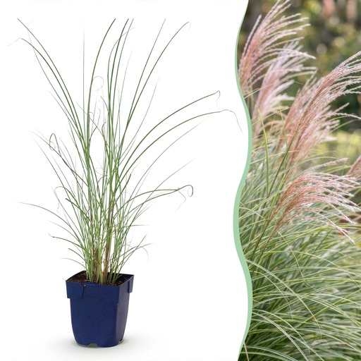 "Gräser - Miscanthus sin. Morning Light - Pampasgras - Mit Feder - Silber - 12 Pflanzen - Topf 11cm - Höhe 15-25cm image"