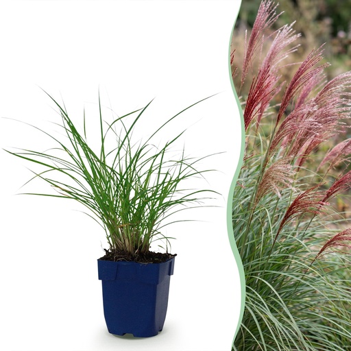 "Gräser - Miscanthus sin. Red Chief - Pampasgras - Mit Blüte - Grün - 12 Pflanzen - Topf 11cm - Höhe 15-25cm image"