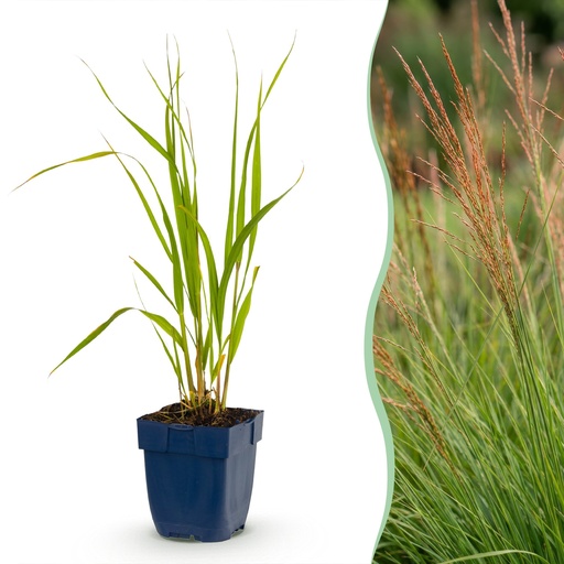 "Gräser - Molinia caer. Heidebraut - Rohrbinse - Mit Blüte - Grün - 12 Pflanzen - Topf 11cm - Höhe 15-25cm image"