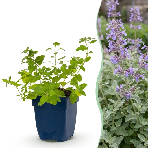 "Staude - Nepeta faassenii - Katzenminze - Bienen- und Schmetterlingsmagneten - Lila - 12 Pflanzen - Topf 11cm - Höhe 15-25cm image"