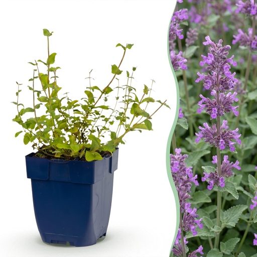 "Stauden - Nepeta rac. Grog - Katzenminze - Bienchen- und Schmetterlingsanzieher - Blau - 12 Pflanzen - Topf 11cm - Höhe 15-25cm image"