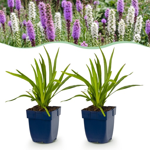 "Stauden - Liatris Duo - Fackellilie - Bienen- und Schmetterlingsmagneten - Rosa - Weiß - 24 Pflanzen - Topf 11cm - Höhe 15-25cm image"