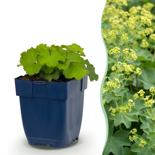 "Stauden - Alchemilla mollis - Frauenmantel - Bodendecker - Gelb - 24 Pflanzen - Topf 11cm - Höhe 15-25cm image"
