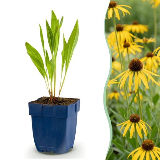 "Stauden - Echinacea paradoxa - Sonnenhut - Bienen- und Schmetterlingsanreizer - Gelb - 24 Pflanzen - Topf 11cm - Höhe 15-25cm image"