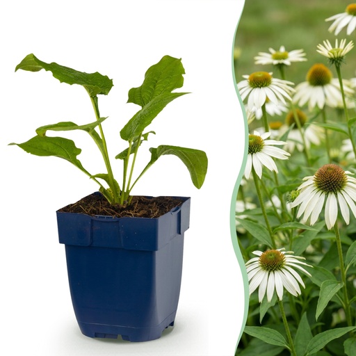 "Stauden - Echinacea purp. Alba - Sonnenhut - Bienen- und Schmetterlingszieher - Weiß - 24 Pflanzen - Topf 11cm - Höhe 15-25cm image"