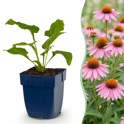 "Staude - Echinacea purp. Magnus - Sonnenhut - Bienen- und Schmetterlingsanzieher - Rosa - 24 Pflanzen - Topf 11cm - Höhe 15-25cm image"
