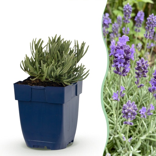 "Stauden - Lavandula ang. Dwarf Blue - Lavendel - Duftend - Violett - 24 Pflanzen - Topf 11cm - Höhe 15-25cm image"